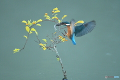 ツルウメモドキとカワセミ