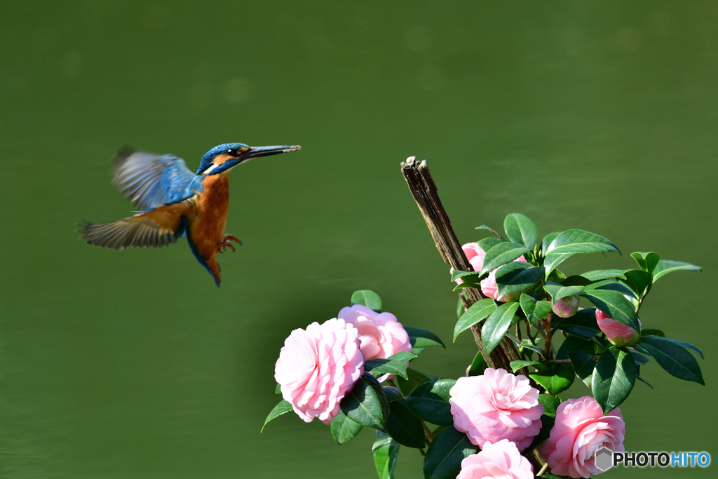 ツバキとカワセミ