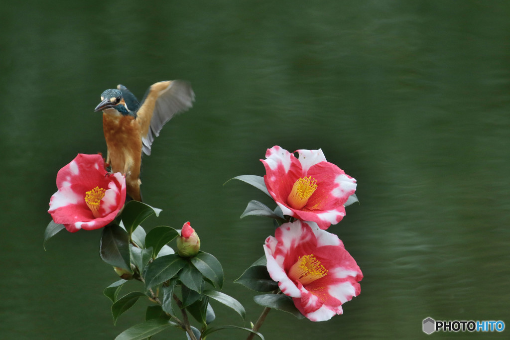 糊こぼし椿とカワセミ