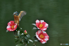 糊こぼし椿とカワセミ