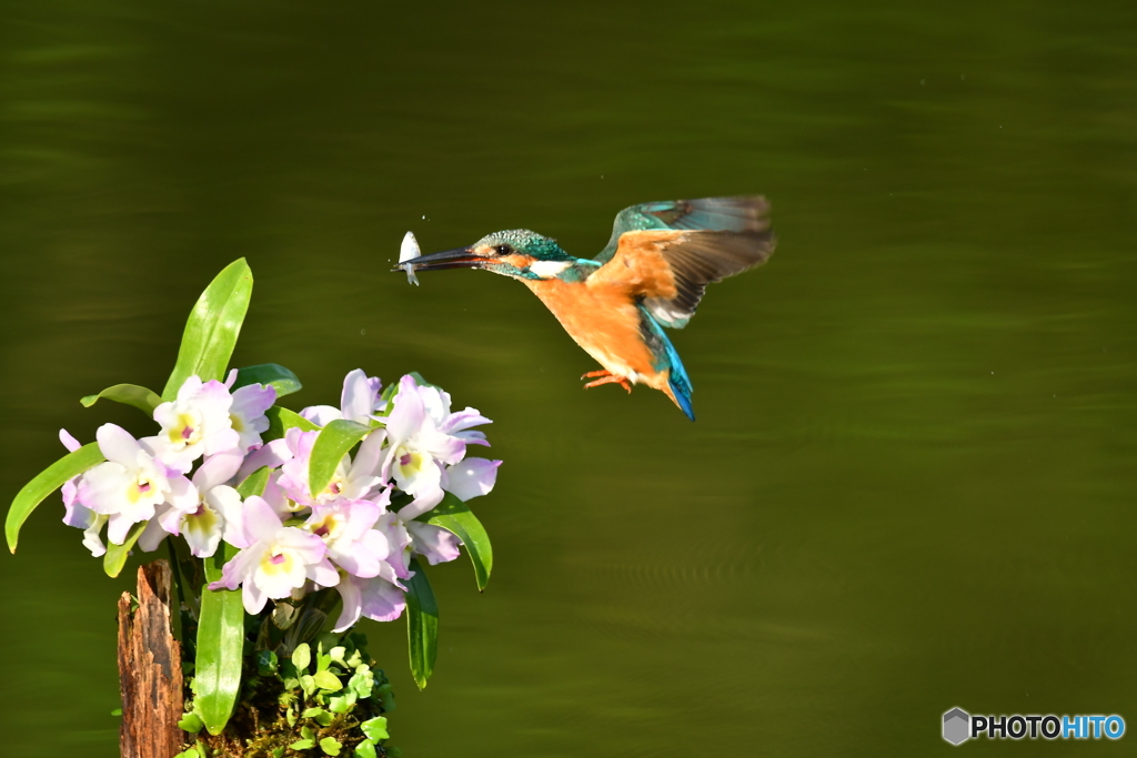デンドロビウムとカワセミ