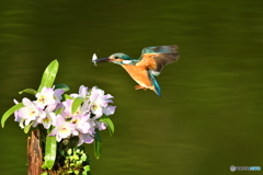 デンドロビウムとカワセミ