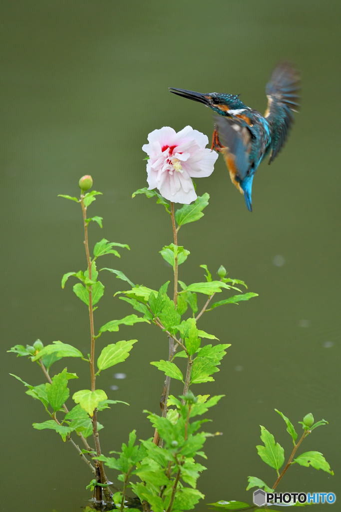 ムクゲとカワセミ