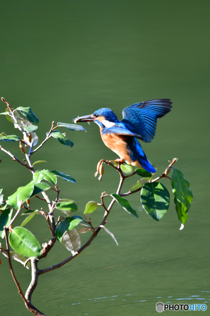 グミとカワセミ