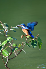 グミとカワセミ