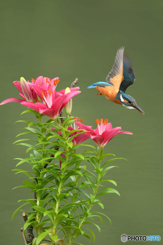 スカシユリとカワセミ