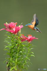 スカシユリとカワセミ