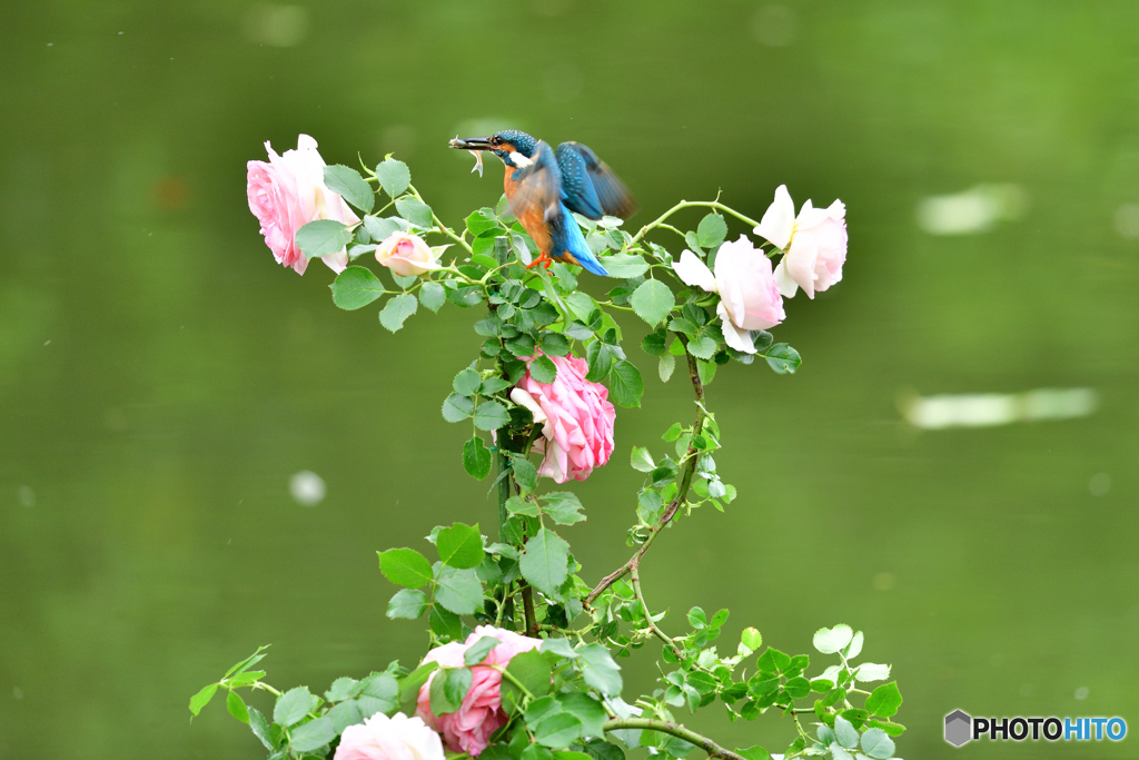 バラとカワセミ