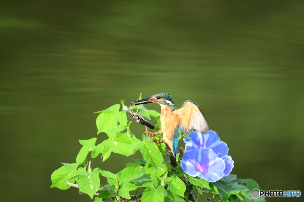 朝顔とカワセミ