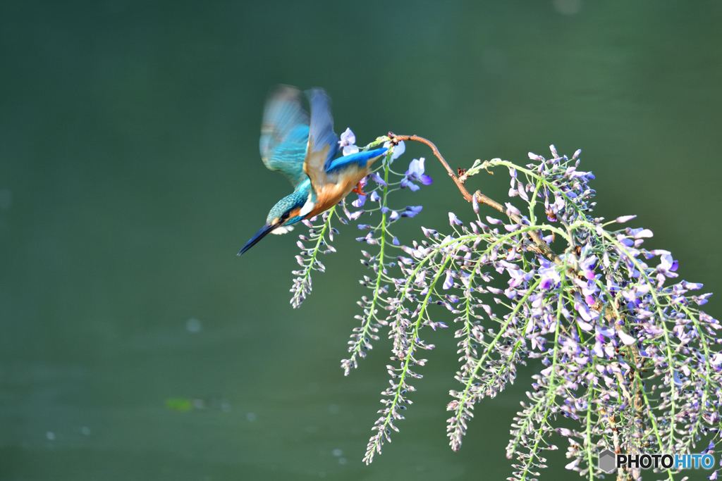 藤の花とカワセミ