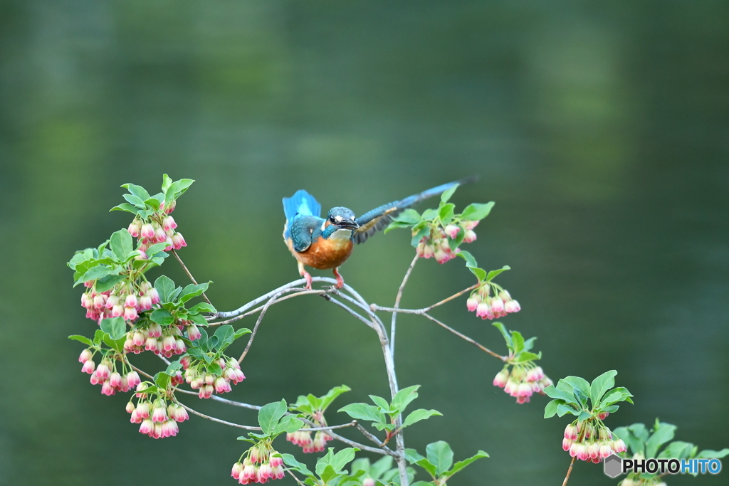 更紗ドウタンとカワセミ
