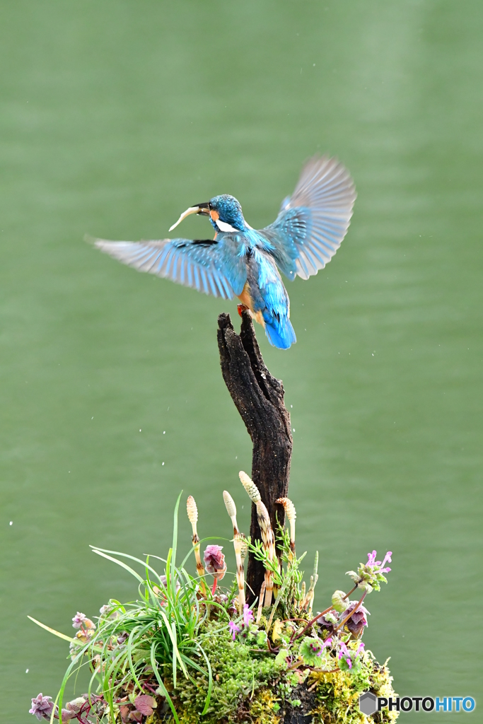 土筆とカワセミ