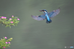 野バラとカワセミ