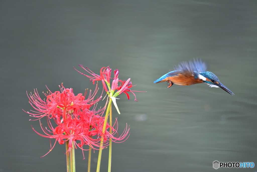彼岸花とカワセミ