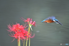 彼岸花とカワセミ