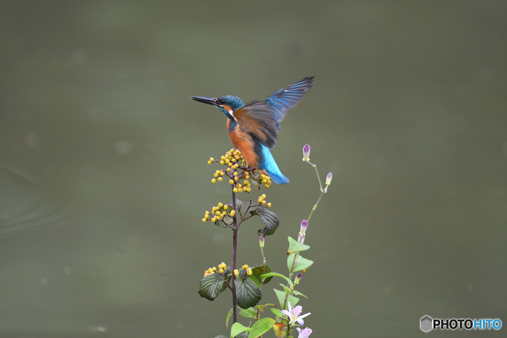 サンザシとカワセミ