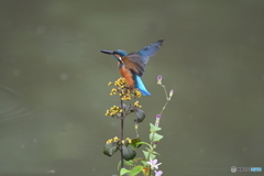 サンザシとカワセミ