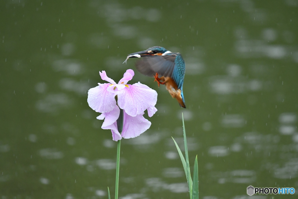 花ショウブとカワセミ