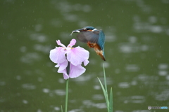 花ショウブとカワセミ