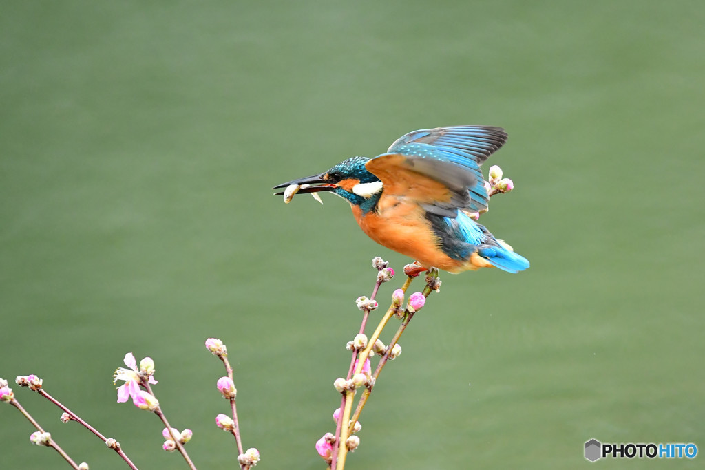 桃の花とカワセミ