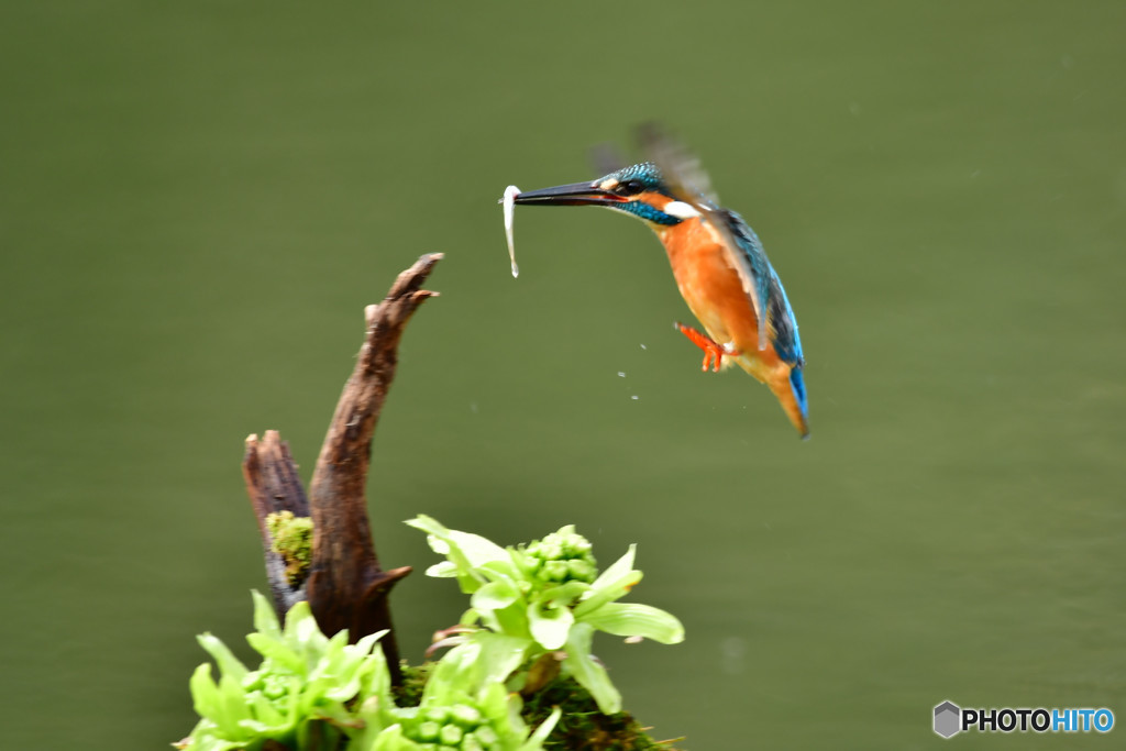 フキの薹とカワセミ