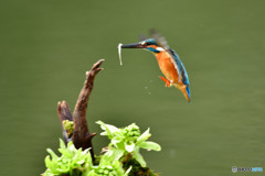 フキの薹とカワセミ