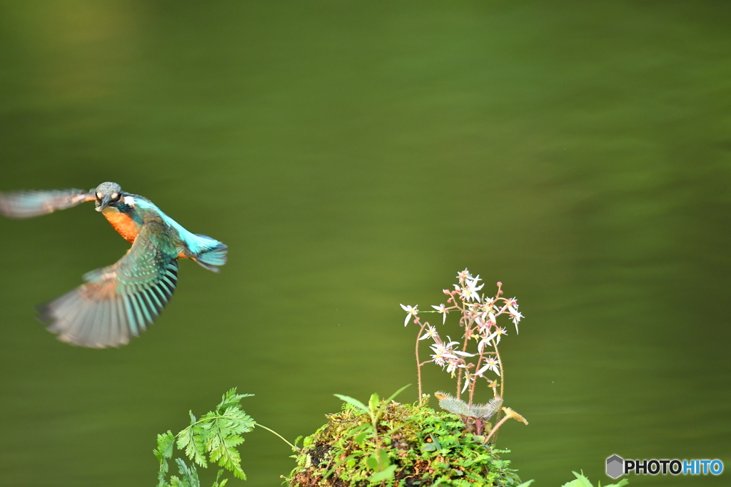 ユキノシタとカワセミ
