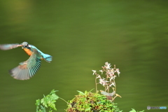 ユキノシタとカワセミ