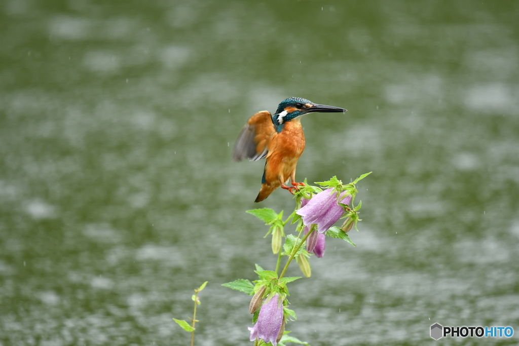 ホタルブクロとカワセミ