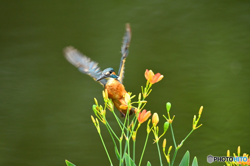 ヒオウギとカワセミ