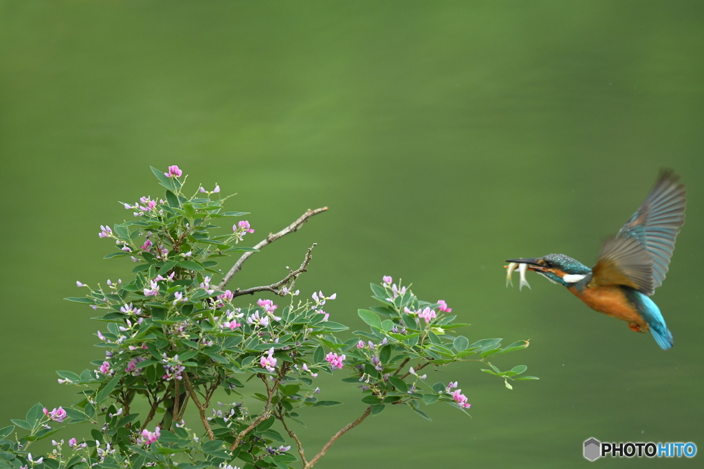 キハギとカワセミ