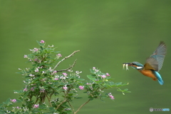 キハギとカワセミ