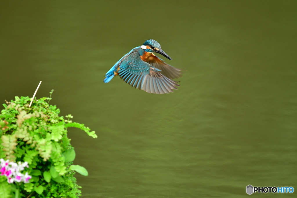 山野草とカワセミ