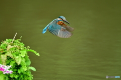 山野草とカワセミ