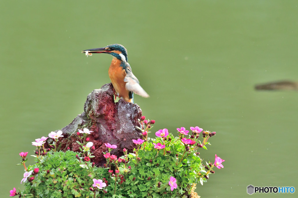 雲間草とカワセミ