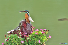 雲間草とカワセミ