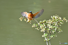 グミの花とカワセミ