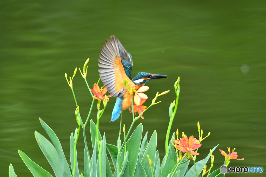 ヒオウギとカワセミ