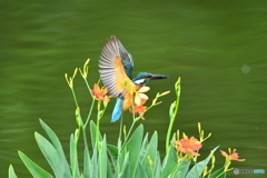 ヒオウギとカワセミ