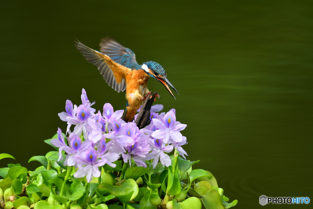 ホテイアオイとカワセミ