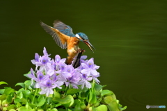 ホテイアオイとカワセミ