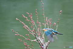 紅梅とカワセミ