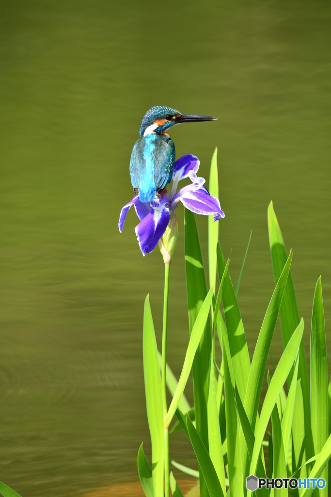 カキツバタとカワセミ