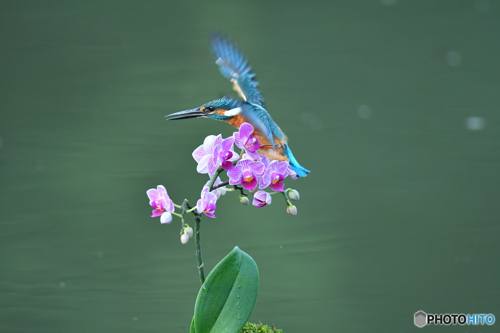 胡蝶蘭とカワセミ