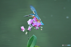 胡蝶蘭とカワセミ