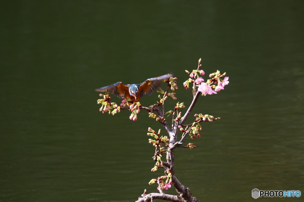 河津桜とカワセミ