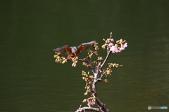 河津桜とカワセミ