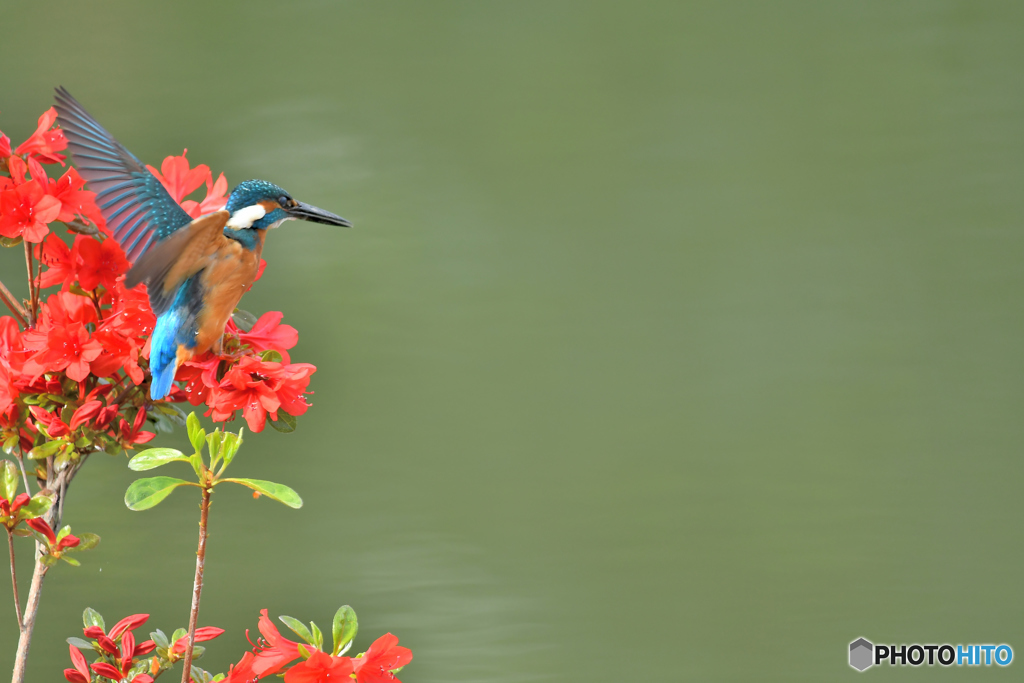 ツツジとカワセミ