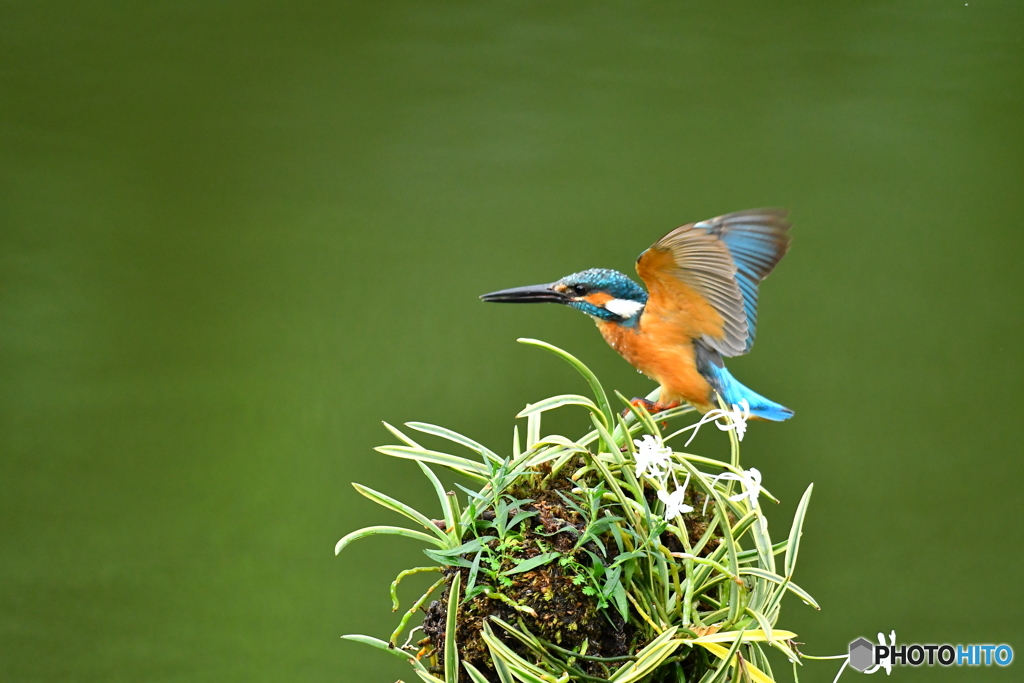 フウランとカワセミ