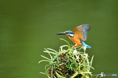フウランとカワセミ